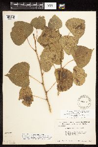 Populus deltoides image