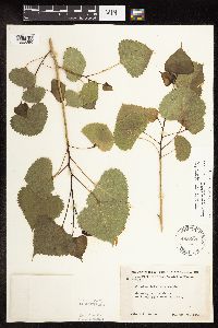 Populus deltoides image
