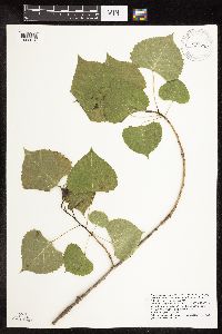 Populus deltoides image