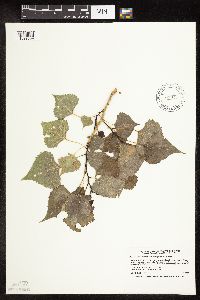 Image Associated With the Occurrence