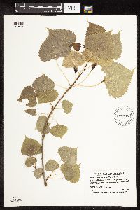 Populus deltoides image