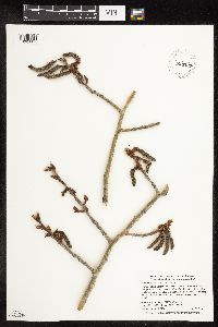 Populus deltoides image