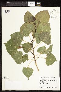 Populus deltoides image