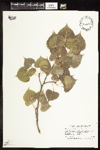 Populus deltoides image