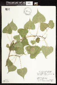 Image Associated With the Occurrence