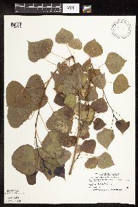Populus deltoides image