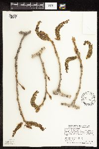 Populus deltoides image