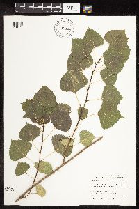 Populus deltoides image