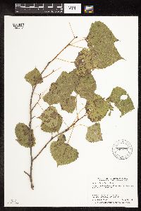 Populus deltoides image