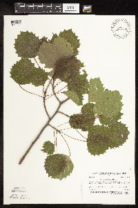Populus grandidentata image