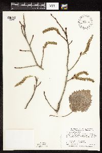 Populus grandidentata image