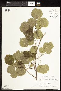 Populus grandidentata image
