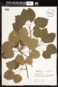 Populus grandidentata image