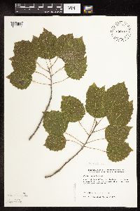 Populus grandidentata image