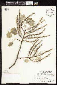 Populus grandidentata image