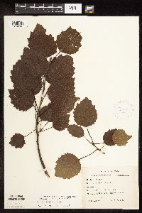 Populus grandidentata image