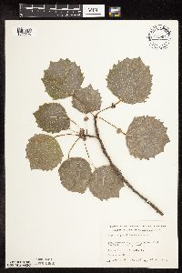Populus grandidentata image