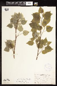 Populus grandidentata image