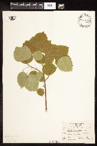 Populus grandidentata image
