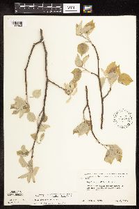 Populus grandidentata image