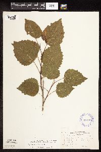 Populus grandidentata image