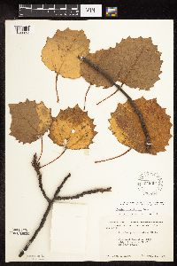 Populus grandidentata image