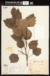 Populus grandidentata image