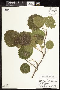 Populus grandidentata image