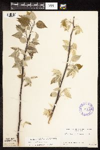 Populus grandidentata image