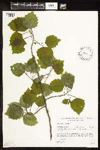 Populus grandidentata image