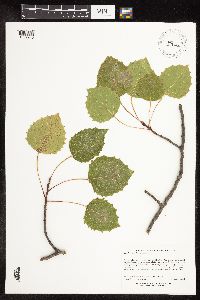 Populus grandidentata image