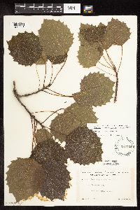 Populus grandidentata image