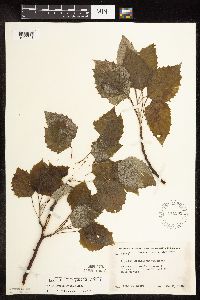 Populus grandidentata image