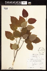 Populus grandidentata image