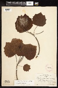 Populus grandidentata image