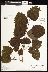 Populus grandidentata image
