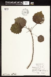 Populus grandidentata image
