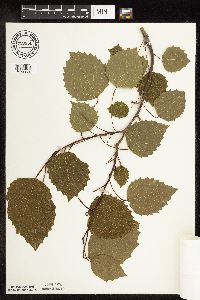 Populus grandidentata image