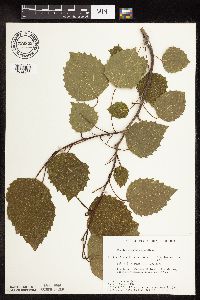 Populus grandidentata image