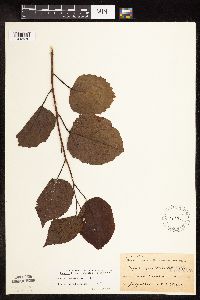 Populus grandidentata image