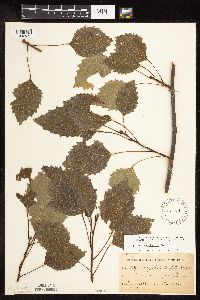 Populus grandidentata image