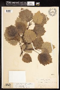 Populus grandidentata image