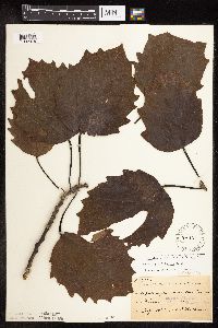 Populus grandidentata image