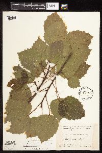Populus grandidentata image