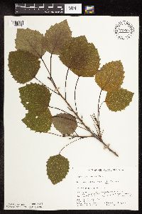 Populus grandidentata image