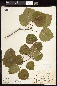 Populus grandidentata image