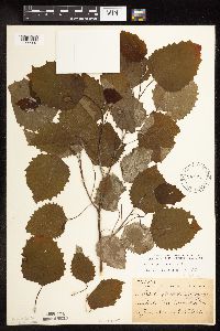 Populus grandidentata image