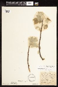 Populus grandidentata image
