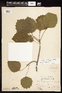 Media resource of Populus grandidentata