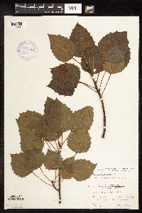 Populus grandidentata image